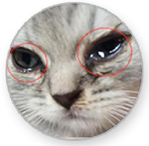 White dog with heavy tear stains under eyes before diet change