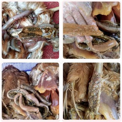 Raw Meat Ingredients